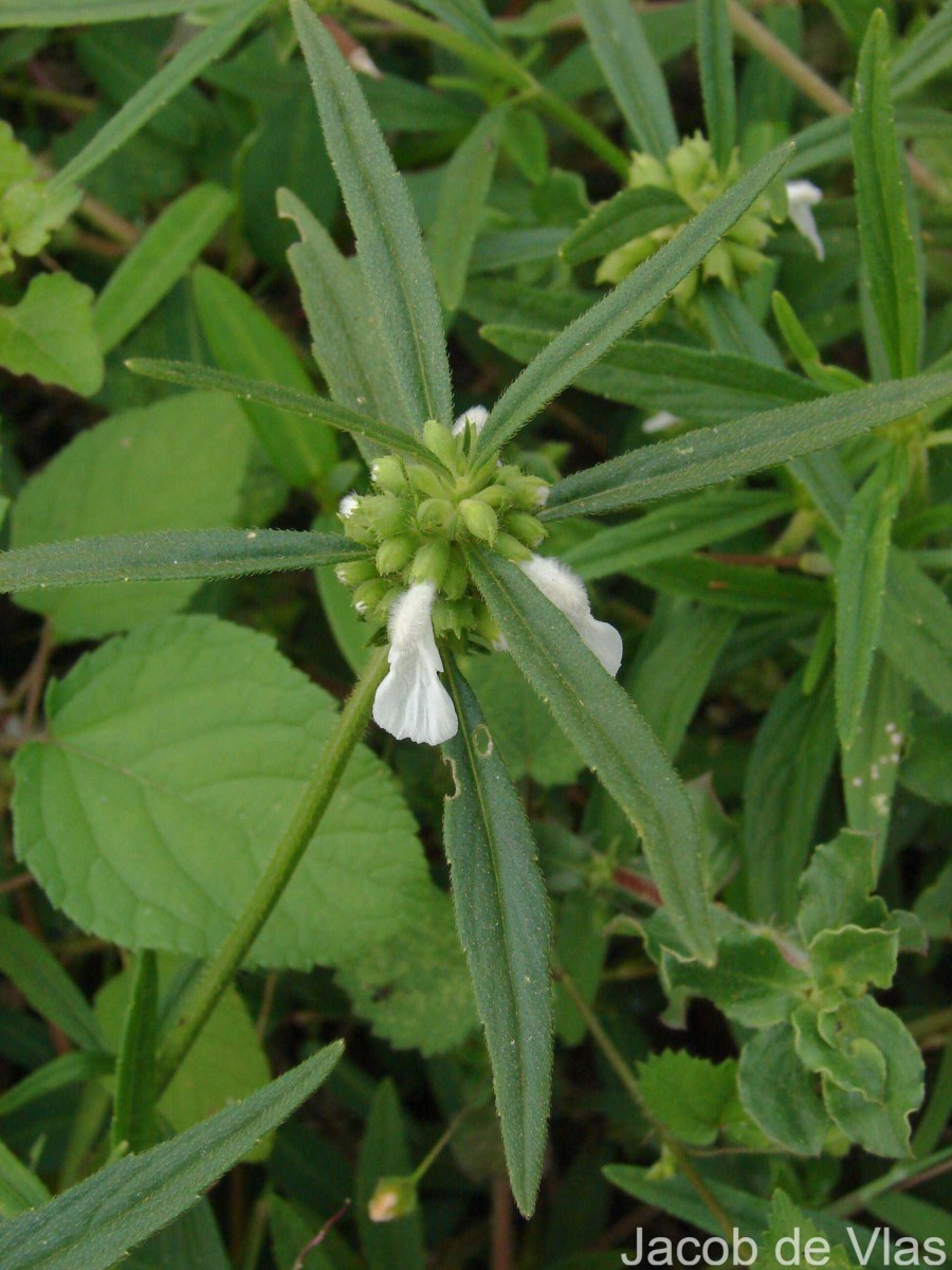 Leucas zeylanica var. zeylanica